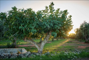 fig tree