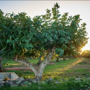 fig tree